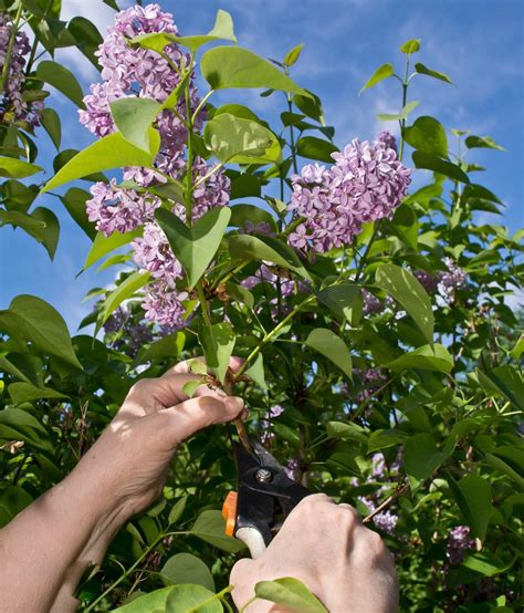 Pruning lilac bushes. Frost and cold damage can cause browning of lilac leaves. Protect your plants with burlap or plastic tents, bring potted shrubs indoors during extreme cold, and plant in sunny areas. Lilac bushes ... 