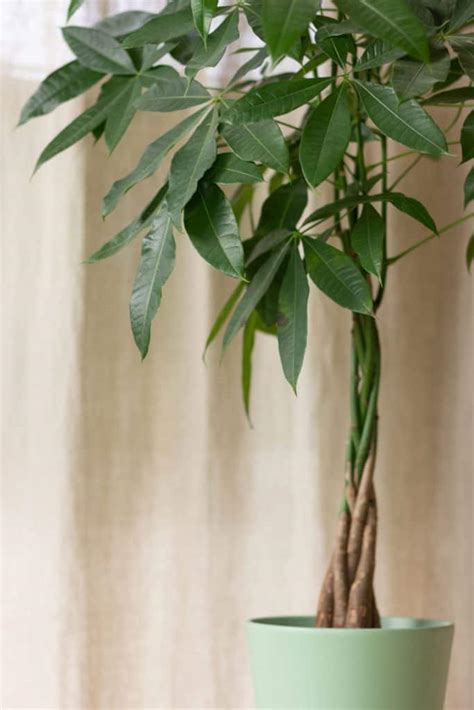 Pruning money tree. Another mistake to avoid when pruning a money tree is cutting branches and stems too close to their junction. Always make sure to leave about ½ inch (1.3 cm) above V-shaped branches on the trunk of the tree to promote healthy plant growth. This will also help prevent damaging the tree. 