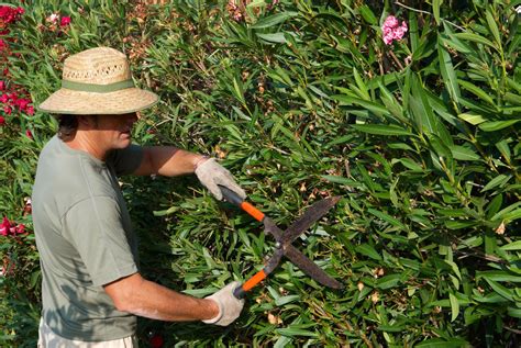 Pruning oleanders in texas