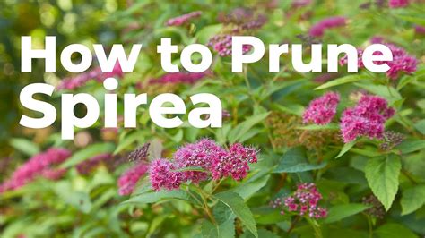Pruning spirea in early spring