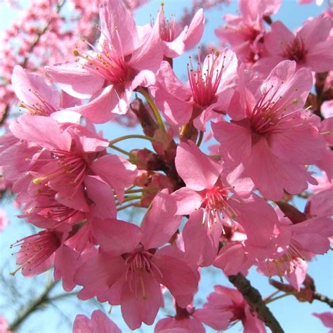 Prunus Collingwood Ingram flowering cherry tree for sale