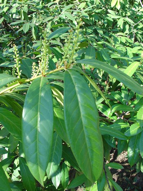 Prunus laurocerasus (Cherry Laurel, English Laurel) North Carolina ...