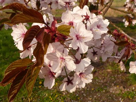 Prunus sargentii Sargent’s cherry - Van den Berk …