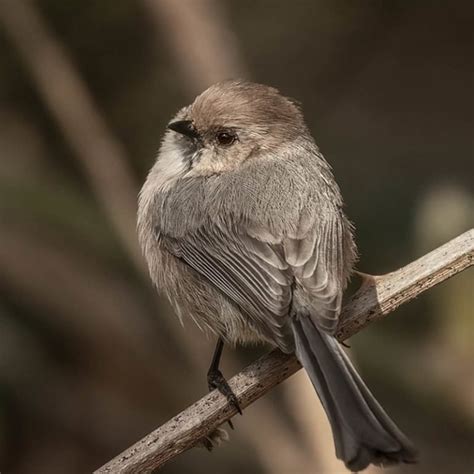 Psaltriparus Minimus - Bushtit - USA Birds