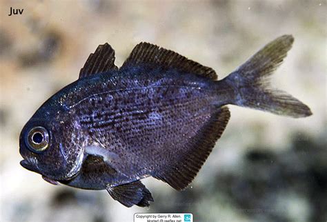 Psenes cyanophrys Freckled driftfish