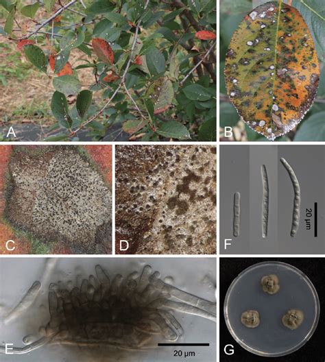 Pseudocercospora handelii (Bubák) Deighton