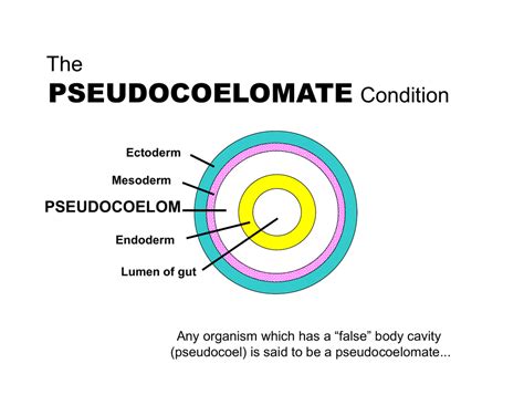 Pseudocoelom - definition of pseudocoelom by The Free Dictionary