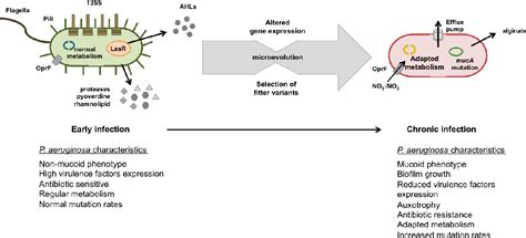 Pseudomonas aeruginosa Diversification during Infection …