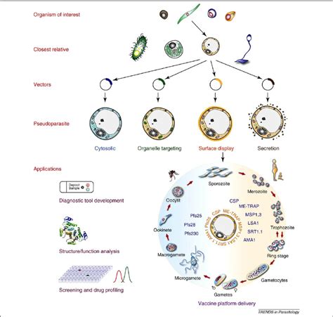 Pseudoparasite definition of pseudoparasite by ... - Medical …