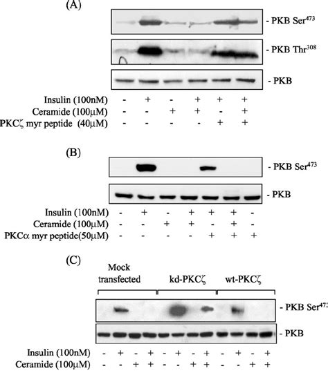 Pseudosubstrate peptide inhibitors of beta-cell protein kinases ...