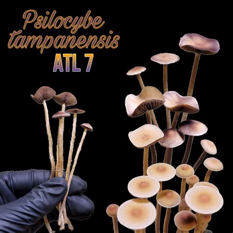 Psilocybe ATL#7 Large Sclerotia(TM) Spore Syringe …