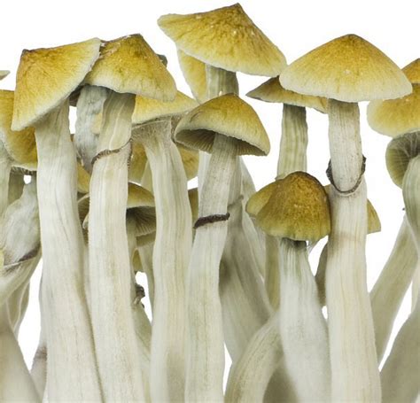Jun 8, 2021 ... Psilocybin concentration does differ from one mushroom to the next, and it's likely that each strain does have a distinctive typical potency.