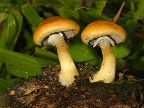 Thiago B Kirsten. Psilocybe cubensis (Ear.) Sing., Strophariaceae, is a hallucinogen mushroom that has been used since the old times by humans, causing several psychotic effects. P. cubensis .... 