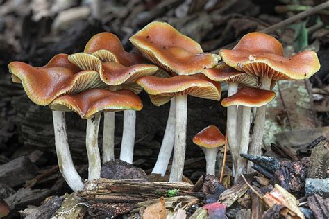 Psilocybe cyanescens look alikes. Psilocybe semilanceata is similar to P. pelliculosa in form but more likely to grow in grass than in forests. Psilocybe cyanescens is common in woodchips and caps expand more widely, becoming broadly convex to plane and wavy. At 1.5-4 cm in diameter, caps of P. cyanescens tend to be somewhat larger than P. pelliculosa. 