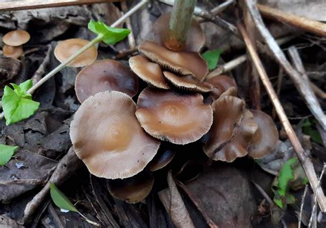 Psilocybe ovoideocystidiata hunting. It very well could be P. ovoideocystidiata. Some of the posts here freak me out, but I'm glad you are responsible enough to know better. I'm just going off of the two pics provided. I live in Cincy and would absolutely LOVE to put some of those spores under the microscope. But you know.. internet strangers are often more dangerous than mushrooms. 