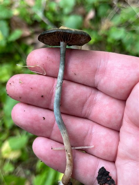Psilocybe ovoideocystidiata identification.  Other genera with psilocybin-...