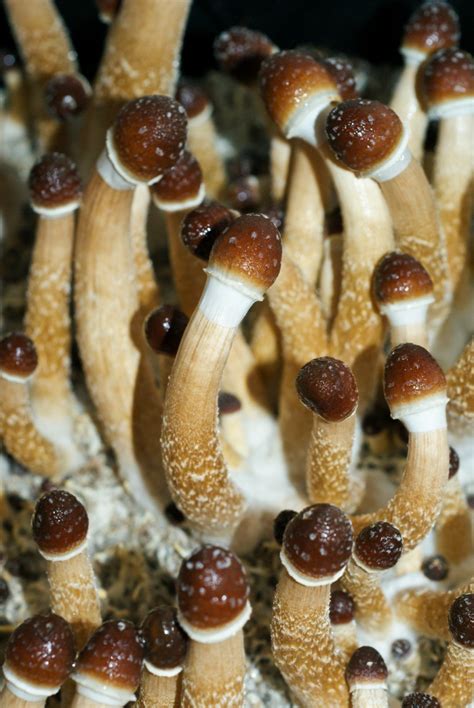 Welcome to Spore Genetics, your trusted source for premium magic mushroom spore syringes. Elevate your mycology journey with our top-grade, psilocybin-rich Cubensis spores, perfect for enthusiasts and experts alike. Each syringe from Spore Genetics is meticulously prepared with potent, carefully harvested organic spores, ensuring a …. 