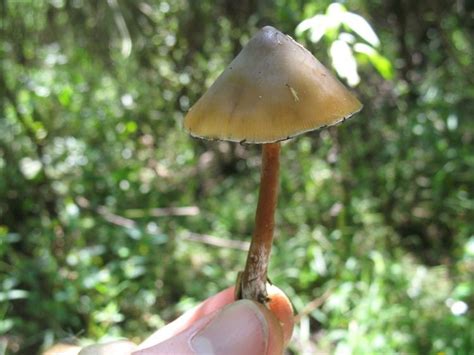 Psilocybe villarrealiae. Things To Know About Psilocybe villarrealiae. 