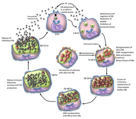 Psittacosis IntechOpen