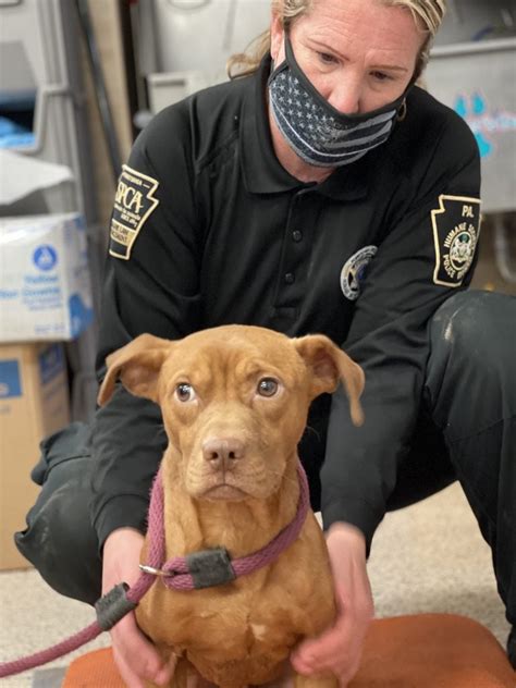 Pspca philly. PSPCA officials said that Mimi Baas, of the 2400 block of Bridge Street in Bridesburg, was found guilty on 28 counts of lack of veterinary care. An investigation was initiated after officers ... 