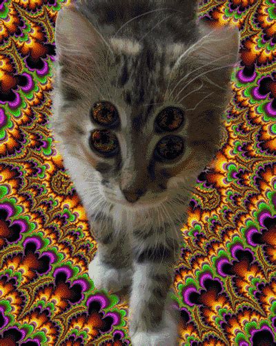 Psychedelic Cat GIFs - Get the best GIF on GIPHY