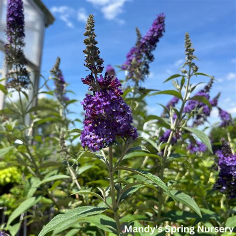 Psychedelic Sky™ Butterfly Bush Buy at Nature Hills Nursery