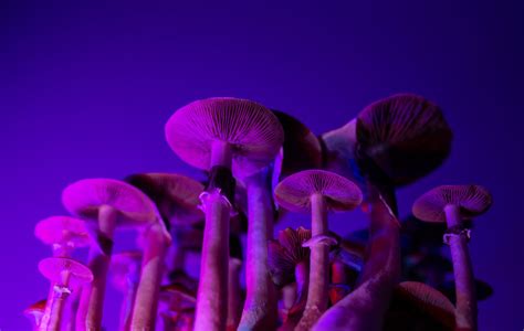 Psychedelics for Serious Illness: Five Things …