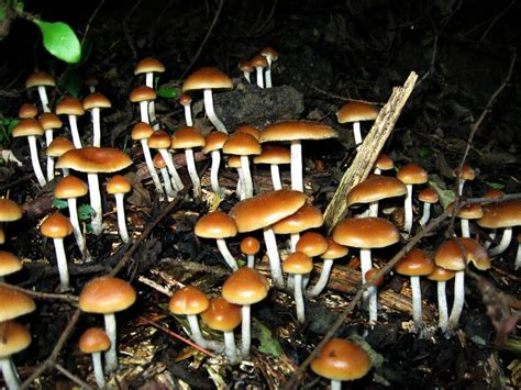 Psychedelics have 3 paths to going mainstream in California. Here’s what you need to know