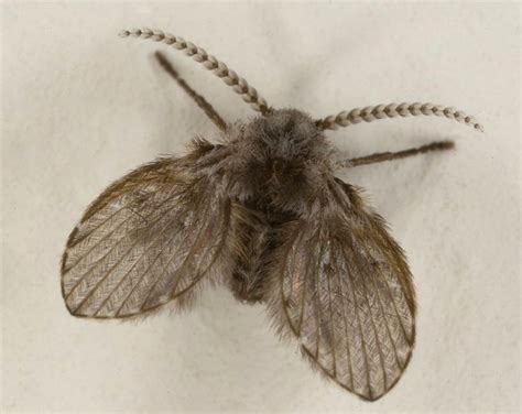 Psychodidae (Drain Fly) Infestation in an Operating Room