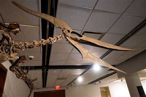 With its long, dramatic crest, the giant Pteranodon longiceps is easy to recognize. This enormous pterosaur was first discovered in a rocky area of western Kansas -- a region once covered by an ancient inland sea. Pteranodon probably spent its days soaring over the water and diving for fish.