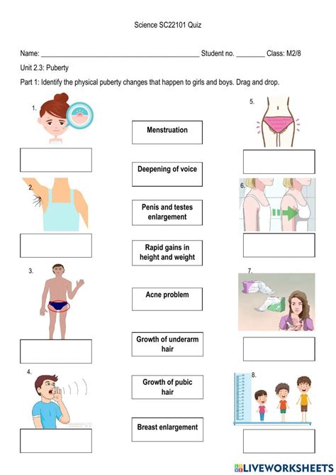 Puberty Interactive Worksheet