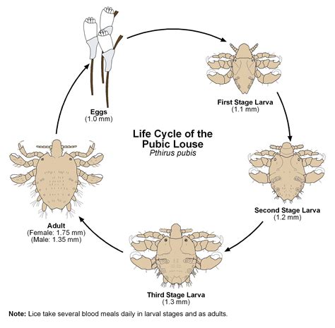 Pubic lice Definition & Meaning Merriam-Webster Medical