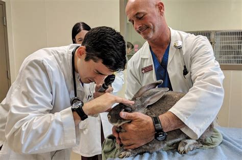 Public/Corporate Track Doctor of Veterinary Medicine Program ...