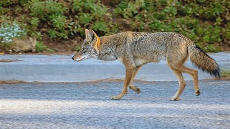 Public warned of increased coyote sightings at Chino park