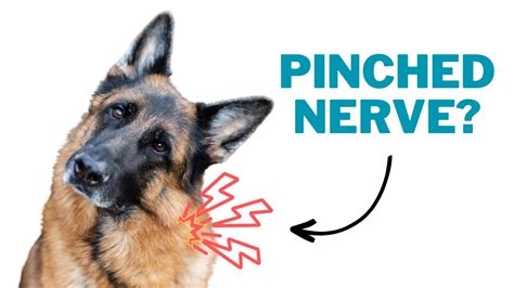 Pucan Cbd Help With Compressed Nerves In Dogs