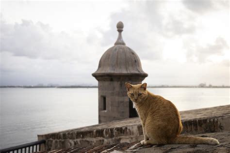 Puerto Rico’s famous stray cats will be removed from grounds surrounding historic fortress