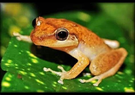 Eleutherodactylus portoricensis (vernacular Spanish: coquí de la montaña) is a frog native to Puerto Rico that belongs to the family Eleutherodactylidae.. 