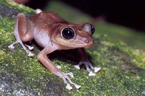 US lists tiny Puerto Rican frog as endangered. 