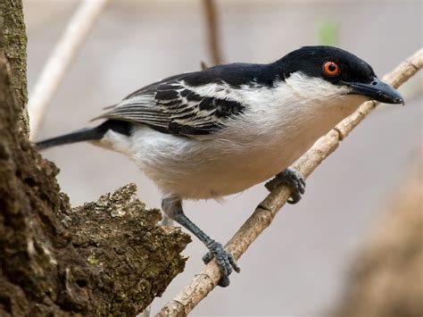 Puff back bird.  When excited, males can raise fluffy white feathers on...