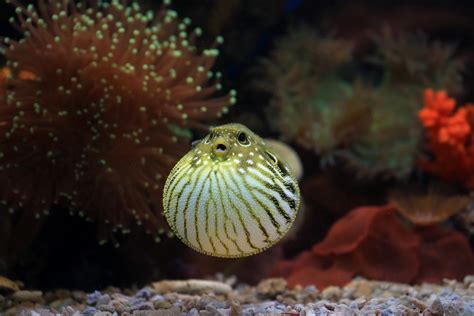 Puffer Fish Poison May Cause Death, but Japanese Serves Them …