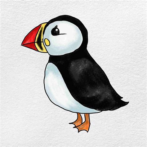 Puffin Easy Drawing