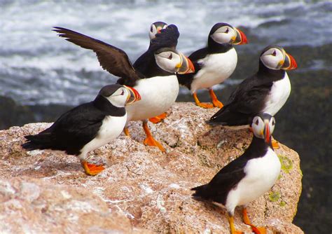 Aug 2019. Over the years, I have had the pleasure of being on virtually all of the puffin tours in Maine. Two things about puffins, those clowns of the sea: 1) They are heavily promoted by the Maine Office of Tourism, 2) To see them reliably, you have to go on a boat tour, 3) Being between the size of a jay and a crow, they are smaller than you .... 