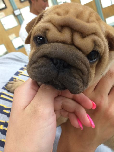Pug And Shar Pei Mix Puppies
