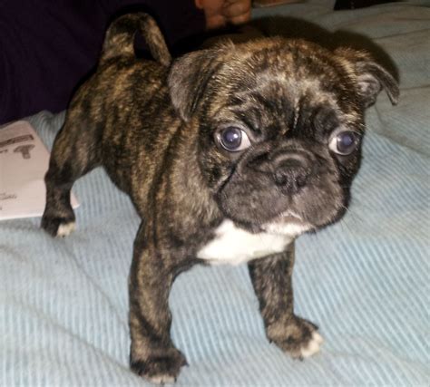 Pug Boston Terrier Mix Puppies For Sale