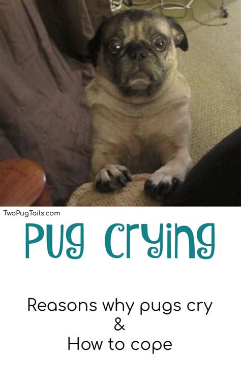 Pug Crying Archives - Two Pug Tails