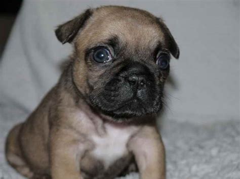 Pug French Bulldog Mix Puppies For Sale