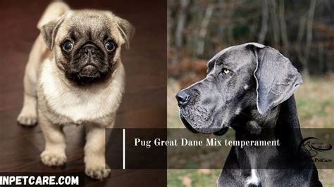 Pug Great Dane Mix: Cost, Pictures, Care & Many More