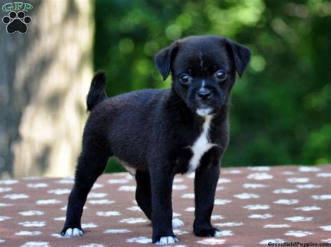 Pug Mix Puppies For Sale In Pa