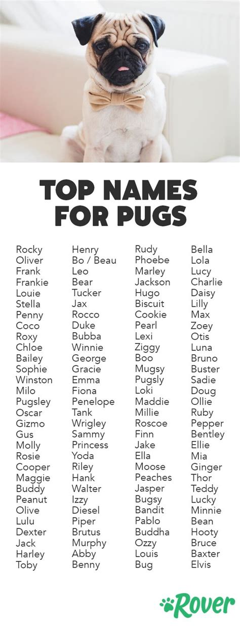 Pug Names Male Puppies