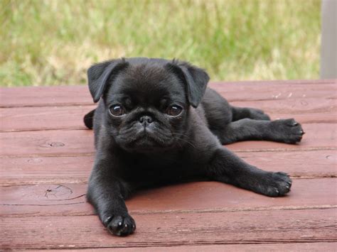 Pug Puppies For Adoption In Md